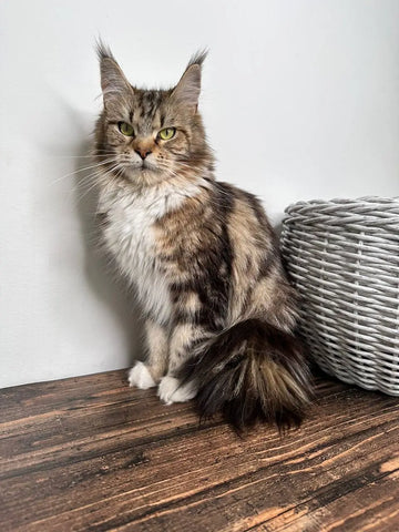 Yang | Polydactyl Maine Coon Kitten