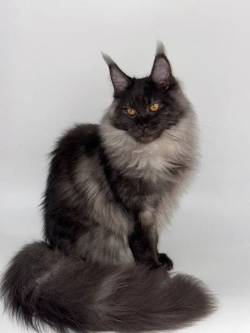Lincoln | Maine Coon Kitten