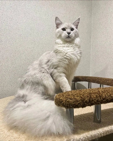 Winston | Maine Coon Kitten