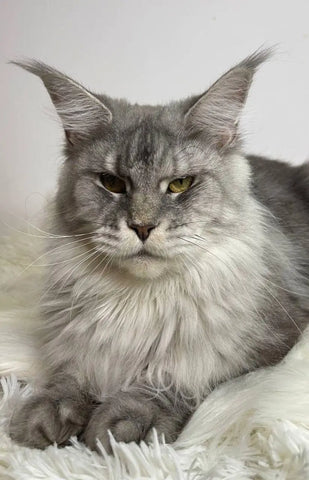 Winston | Maine Coon Kitten