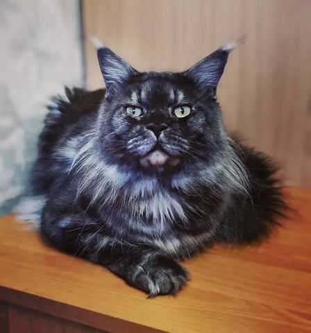 Watson | Maine Coon Kitten