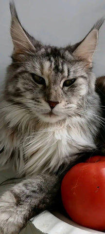 Watson | Maine Coon Kitten