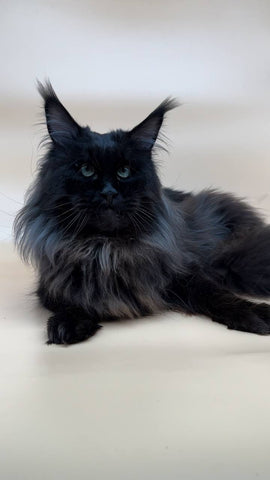 Smile | Maine Coon Kitten