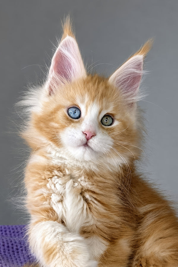 Cartier | Maine Coon Kitten