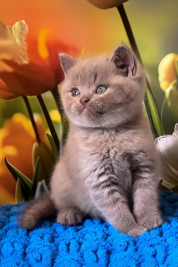 Picasso | british shorthair kitten