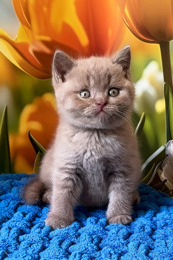 Picasso | british shorthair kitten