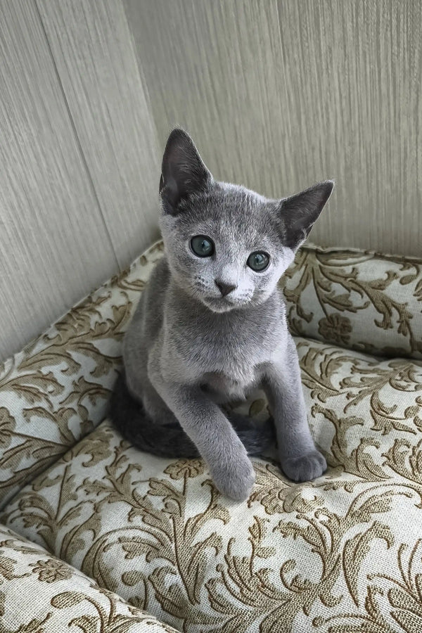 Picasso | russian blue kitten