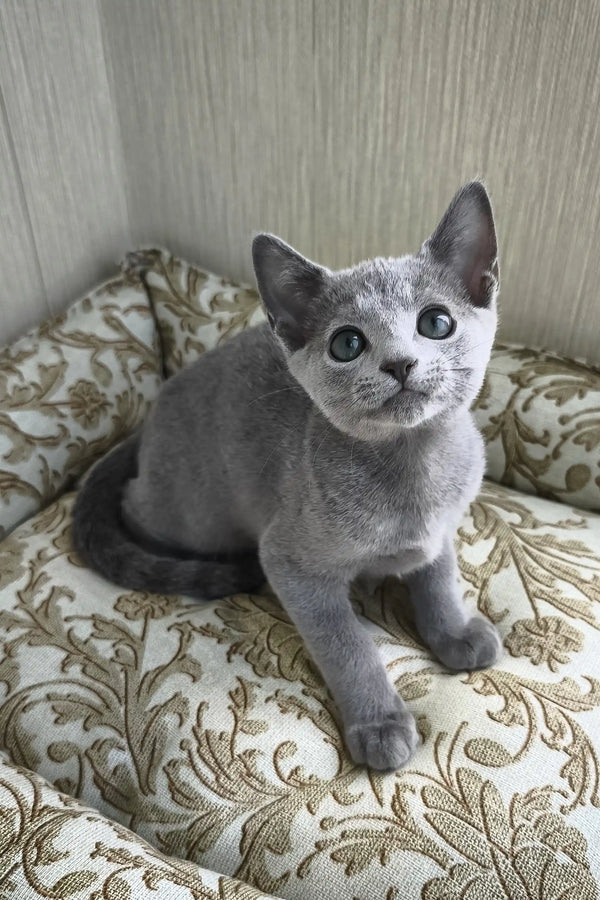 Picasso | russian blue kitten