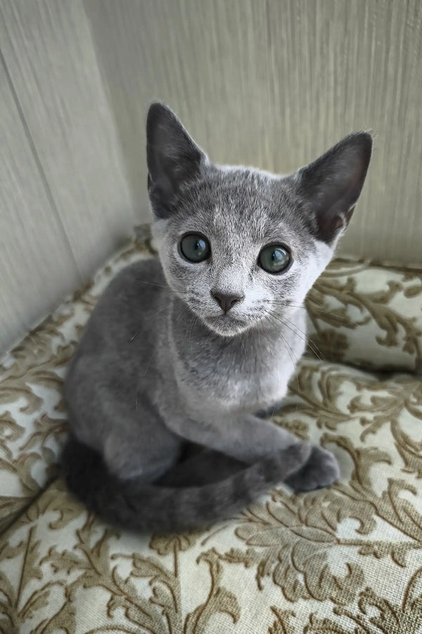 Picasso | russian blue kitten