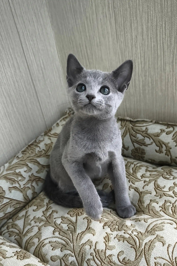 Picasso | russian blue kitten