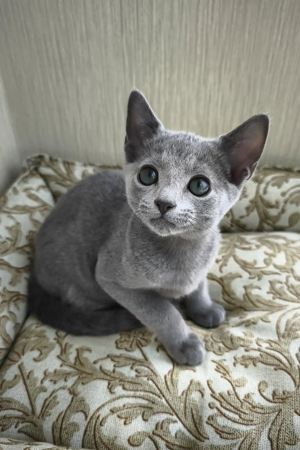 Picasso | russian blue kitten