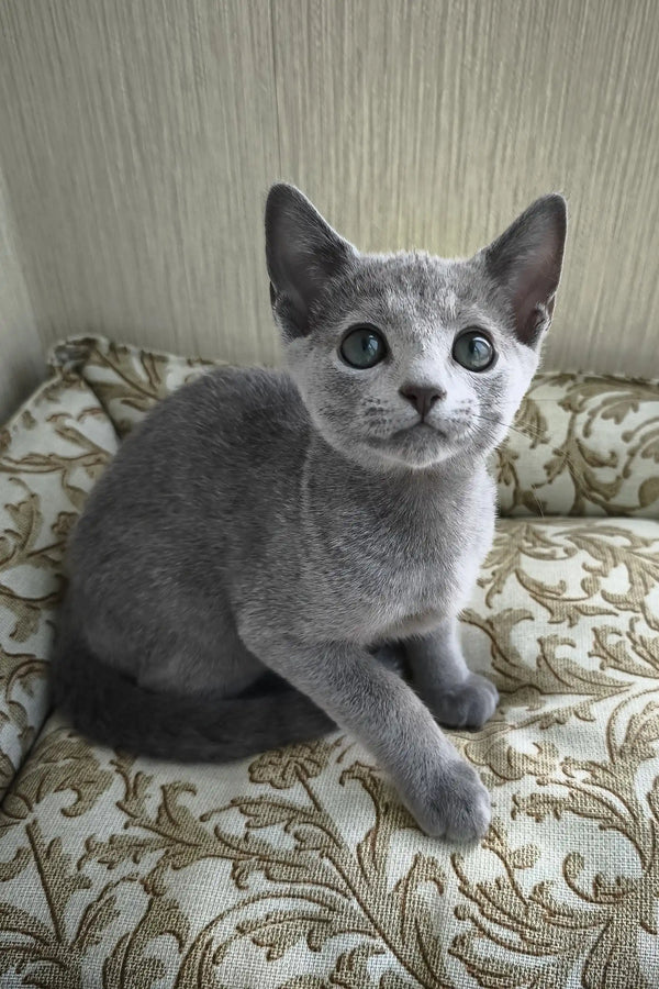 Picasso | russian blue kitten