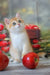 Picnic | british shorthair kitten
