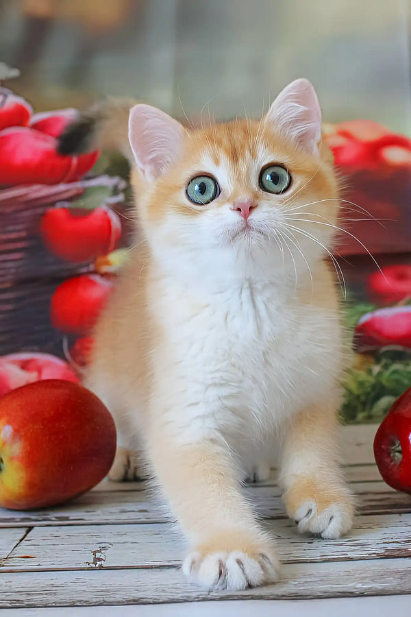 Picnic | british shorthair kitten