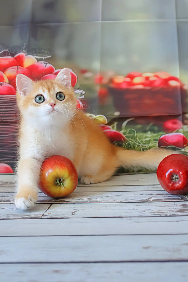 Picnic | british shorthair kitten