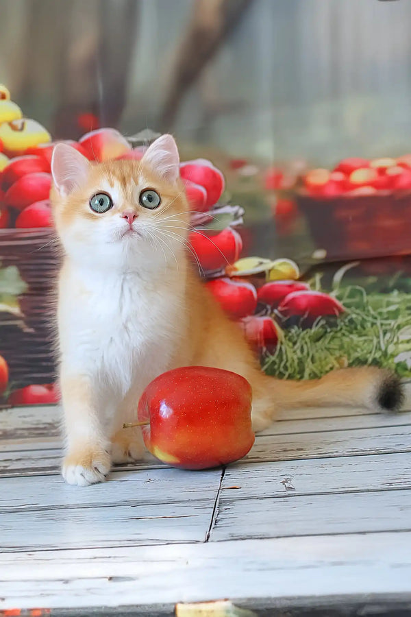 Picnic | british shorthair kitten