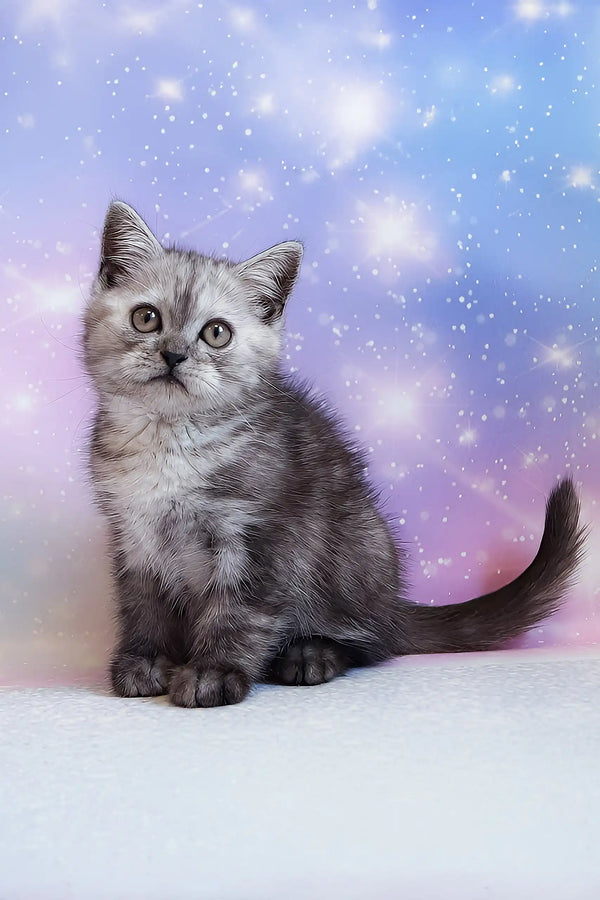 Pierre | scottish straight kitten