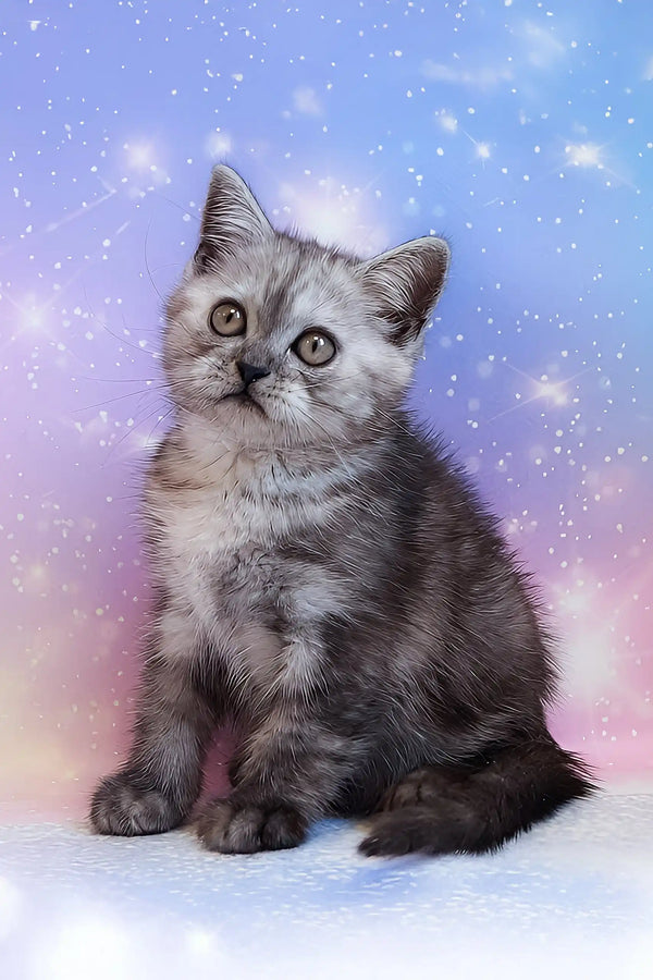 Pierre | scottish straight kitten