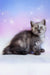 Pierre | scottish straight kitten