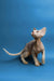 Hairless Devon Rex kitten with large ears looking up, a gentle boy ready for cuddles