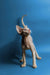 Hairless Devon Rex kitten with big ears in an alert pose, a gentle boy ready to play