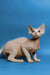 Hairless Devon Rex kitten with big ears and wrinkled skin against a blue backdrop