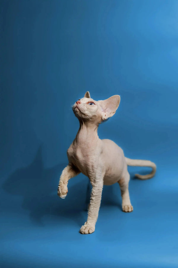 Hairless Devon Rex kitten with big ears standing on a blue surface, gentle boy
