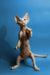 Hairless Devon Rex kitten standing upright with paw raised, showcasing its playful spirit