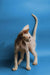 Hairless Devon Rex kitten with wrinkled skin standing on a blue surface