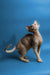 Hairless Devon Rex kitten with wrinkled skin on blue backdrop for Pink Devon Rex Kitten