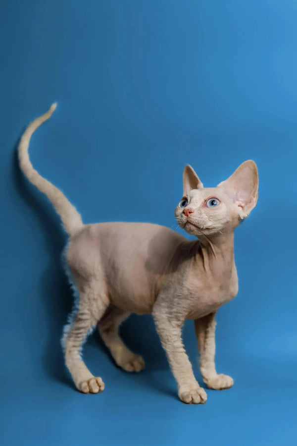 Hairless Sphynx cat with wrinkles and big ears cuddling a Devon Rex kitten gently