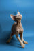 Hairless Sphynx cat in alert pose showcasing its playful energy, perfect for a Devon Rex kitten