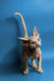 Hairless Sphynx kitten with big ears and wrinkles, perfect for your Devon Rex collection