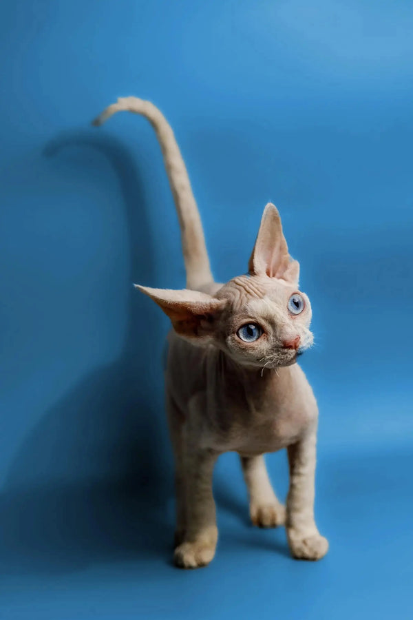 Hairless Sphynx kitten with big ears and wrinkles, perfect for your Devon Rex collection