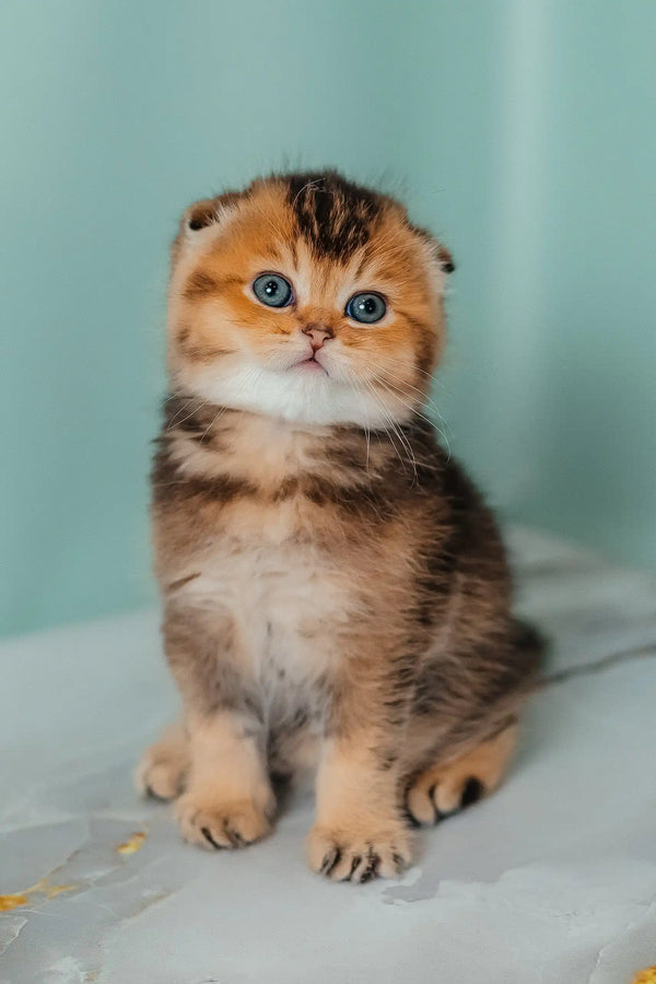 Pio | scottish fold kitten