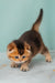 Pio | scottish fold kitten