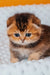 Pio | scottish fold kitten
