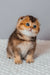 Pio | scottish fold kitten