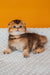 Pio | scottish fold kitten