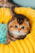 Pio | scottish fold kitten