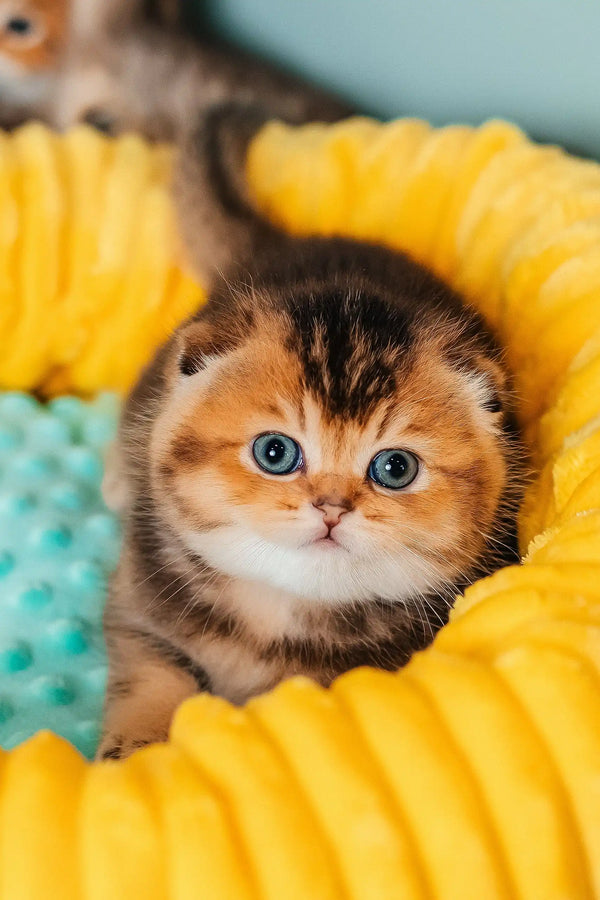 Pio | scottish fold kitten