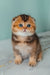 Pio | scottish fold kitten
