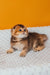 Pio | scottish fold kitten