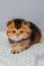 Pio | scottish fold kitten