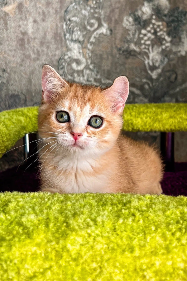 Adorable Scottish Straight kitten with wide eyes peeking over vibrant green surface