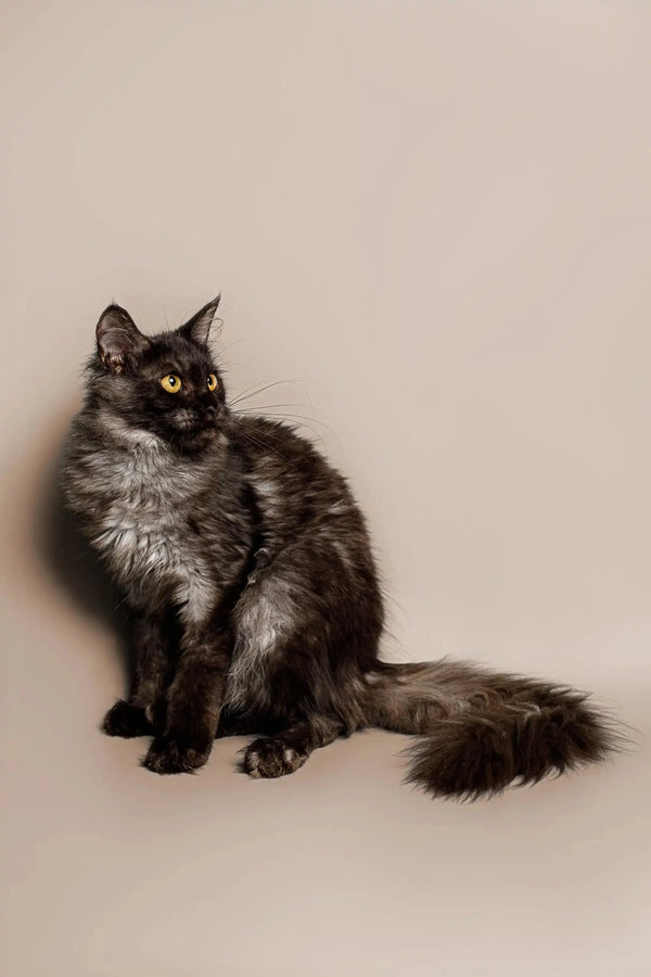 Long-haired gray Maine Coon kitten with bright yellow eyes sitting upright