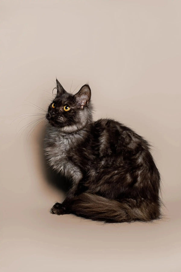 Fluffy gray and black Maine Coon kitten sitting alert, perfect for your new pet
