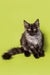 Fluffy gray and white Maine Coon kitten with big eyes sitting upright