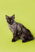 Gray long-haired Maine Coon kitten sitting upright, showcasing its playful personality