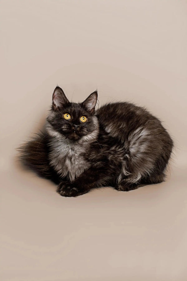 Long-haired Maine Coon kitten with yellow eyes curled up adorably